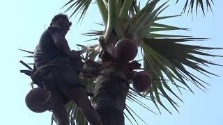 Fresh Toddy water in my Village || Fresh Kallu in my Village || Fresh Thatti Kallu || Palm Wine