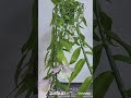 덴드로비움 아노스뭄 den. anosmum