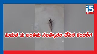 మిడుత కు అంతిమ సంస్కారం చేసిన కందిరీగ.//www.i5tv.in