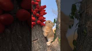 Cute Rabbit Eats Strawberry for the First Time😍  #shorts #viral #youtubeshorts #trending #funny #dog