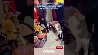 過年帶貓貓回家，拜神的時候都要帶上「它也是家裏的一份子」 #cuteanimal #cat #cute #pets #funny  #猫咪 #萌宠