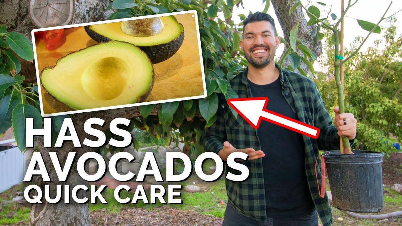 How To Grow Hass Avocados: Quick Care Guide - YouTube