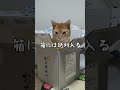 愛すべき、すっとぼけ猫