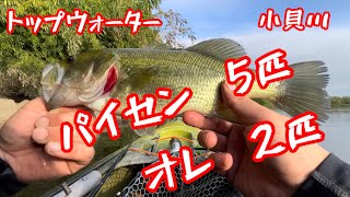 #トップウォーター#カヤックフィッシング#bassfishing #小貝川バス釣り#fishing #セビレ#ヘドン#ラッキークラフト