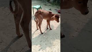 A C I জেনেটিক্স ‌এ সি‌‌ আই‌ সিমেন #cow #shorts #shortvideo #SL100%#bull 48