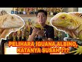 PERAWATAN IGUANA ALBINO, SAMA ATAU BEDA ⁉️ TONTON DULU SEBELUM PELIHARA ‼️