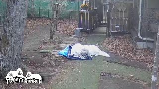 仲良く寄り添ってお昼寝をしたルンルンとベルです　Great Pyrenees　グレートピレニーズ