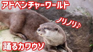 アドベンチャーワールド　まるでダンスをしているみたいなカワウソ