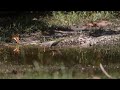 白腰草鹬 green sandpiper nov2022 borneo mantanani island c