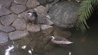 ホオジロオナガガモ (千葉市動物公園) 2018年10月20日