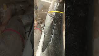 Big Size Fish in  market || Cobia || black kingfish black salmon || ling lemonfish || 30 KG