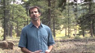 Climate Change - Ponderosa Pine Forests and Fire