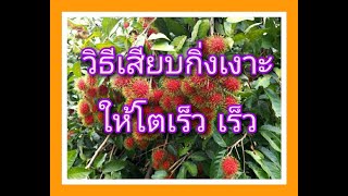 วิธีเสียบกิ่งให้ต้นโตเร็ว |เกษตรสมบูรณ์