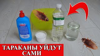 Как ИЗБАВИТЬСЯ от ТАРАКАНОВ за 2 ДНЯ! ТАРАКАНЫ УЙДУТ САМИ! Забудьте о ТАРАКАНАХ НАВСЕГДА!