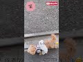 お散歩中のハプニング⁈風でお尻が！ 犬shorts ちわぷー 犬かわいいおもしろい