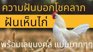 ฝันบอกโชคลาภ พร้อมตัวเลข แม่นมากๆ ฝันเห็นไก่😇ฝันเห็น ทำนายฝัน ทํานายฝันเลขเด็ด