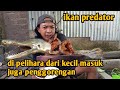 ikan aligator di pelihara dari kecil pindah alam masuk penggoregan