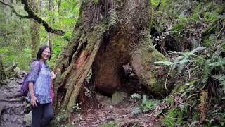 司馬庫斯巨木群 - Qalang Smangus, The Beauty of Taiwan