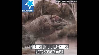 Australia’s Prehistoric Giga-Goose