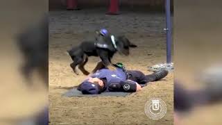 警察犬の心肺蘇生法訓練