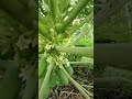 Papaya care pruning some leafs  #agribuzz