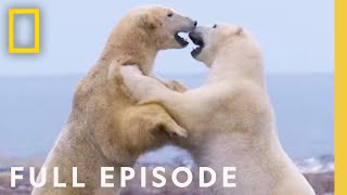 Clan of the North ( Episode) | Kingdom of the Polar Bears