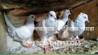 বেলডাঙ্গা পায়রা সেল আছে 8479933265