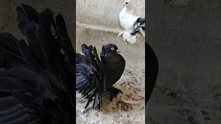 Black Lakkha Kabutar | Maa Mujhe Kala Kyu Banaya Short Video | Black Fantail Pigeon #shorts #share