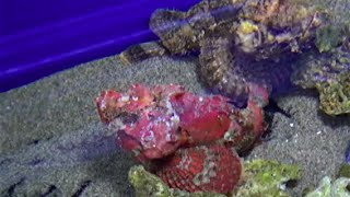 サツマカサゴ　Humpbacked scorpionfish　Scorpaenopsis neglecta