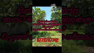 කුරුණෑගල වැවරවුම වෙලන්ගොල්ලවත්ත පර්චස් 20ක් විකිණීමට ./ පර්චසය 800,000/= #kurunegala #land