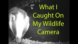 Caught on Digital Wildlife Camera - A family of Badgers (Toguard H40) | Adventures From UK 🇬🇧