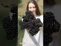 watch what eating elderberry everyday does to you