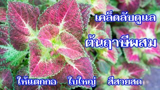 เคล็ดลับการดูแลต้นฤาษีผสม ให้แตกกอ พุ่มใหญ่ ใบใหญ่ ใบสีสวยสดตลอดทั้งปี