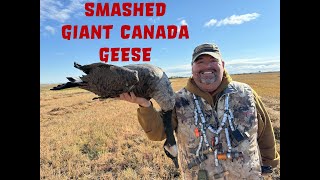 We Smashed the Giant Canada Geese!