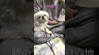 ペキニーズ　モモ10歳　膝の上でくつろぐ　＃Shorts ＃Pekingese ＃ペキニーズ ♯dog