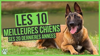 Les 10 chiens les plus populaires au cours des 20 dernières années