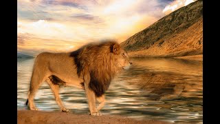 Lion Documentary - Lions Hunting In The African Plains | Wild Planet HD