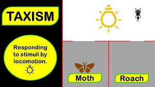 TAXISM (Animated Examples)