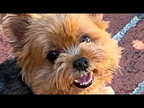 Angry Yorkshire Terrier Youtube