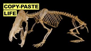 Why Evolution Keeps Making the Same Animals | Science Explained