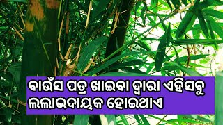 Bausa patra ra upokara //ବାଉଁସ ପତ୍ରର ଉପକାର//benefits of bamboo leaves ?