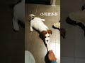 小可愛多多甩甩頭 傑克羅素梗犬 寵物 狗狗 毛孩子