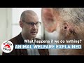 The cost of doing nothing for animals | Animal welfare, explained