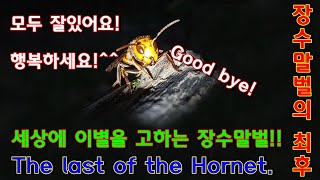 장수말벌의 최후 The dying Asian giant hornet