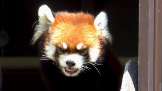 レッサーパンダ　ガオガオくん　暑すぎて外に出れないようです　【のんほいパーク】Red panda Gaogao-kun Toyohashi Zoo