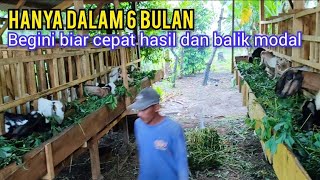 Cara Breeding Kambing Biar Cepat Dapat Hasil Dan Balik Modal