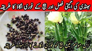 Early and Rapid Cultivation of Okra. بھنڈی کی اگیتی فصل کا فوری اور اگاؤ کا طریقہ |Kamra Zamindari