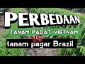 Tanam padat Vietnam vs tanam pagar Brazil