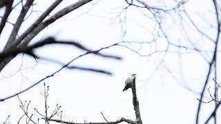 ゴジュウカラ　囀り　五十雀　Eurasian nuthatch Wood nuthatch Sitta europaea