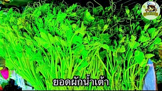 ยอดผักน้ำเต้า ทำเมนูอะไรใด้บ้าง 🫛🥦🍓 | เอ๋เข้าครัว